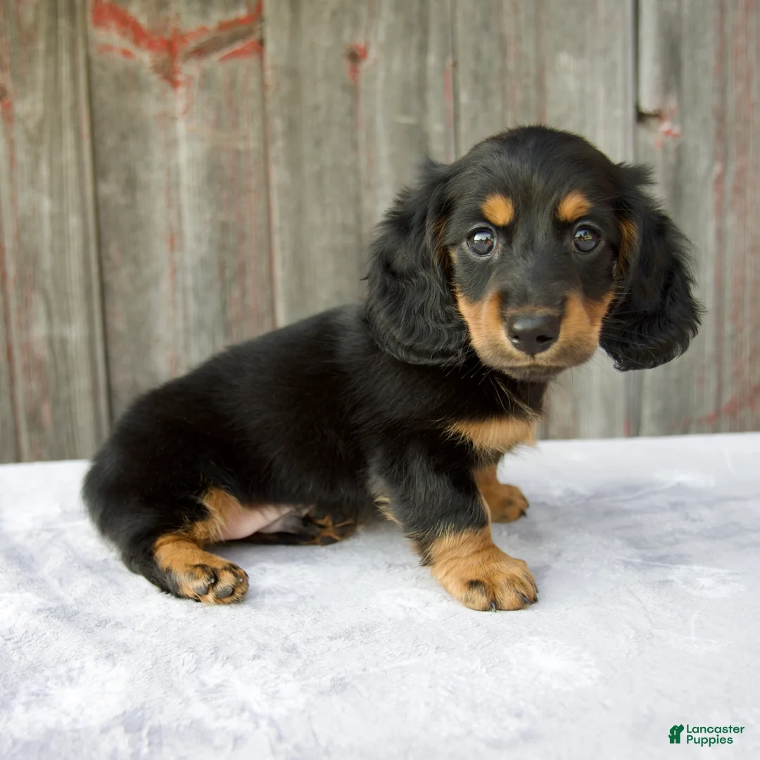 Miniature Dachshund dogs for sale: Murphy - Ad 2