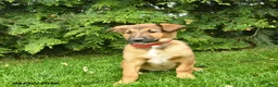Mixed Breed dogs for sale: Eden  - Ad 3