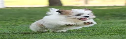 Teddy Bear dogs for sale: Tank Teddy Bear Puppy  - Ad 3