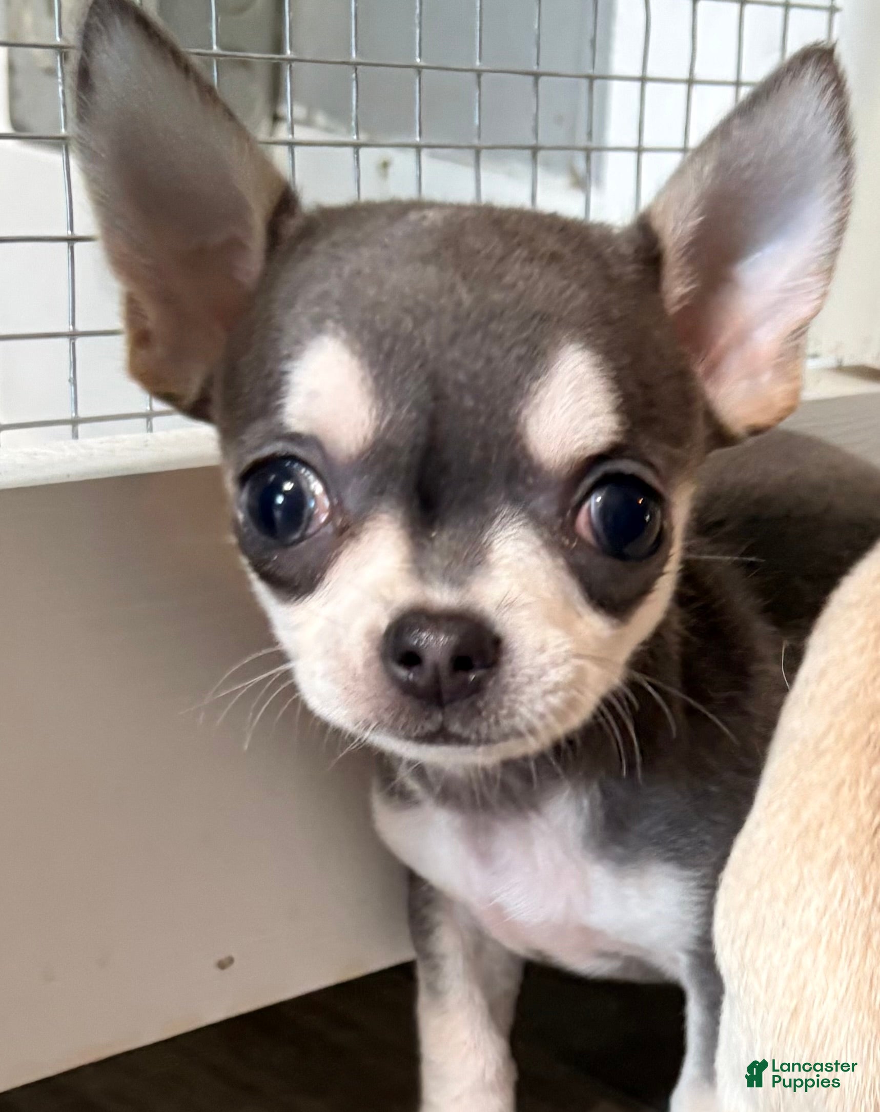 Chihuahua dogs Tiny Tim  - Ad 1