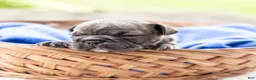 French Bulldog dogs for sale: Ned - Ad 11