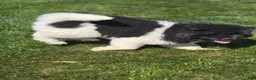 Akita dogs for sale: JoJo - Ad 4