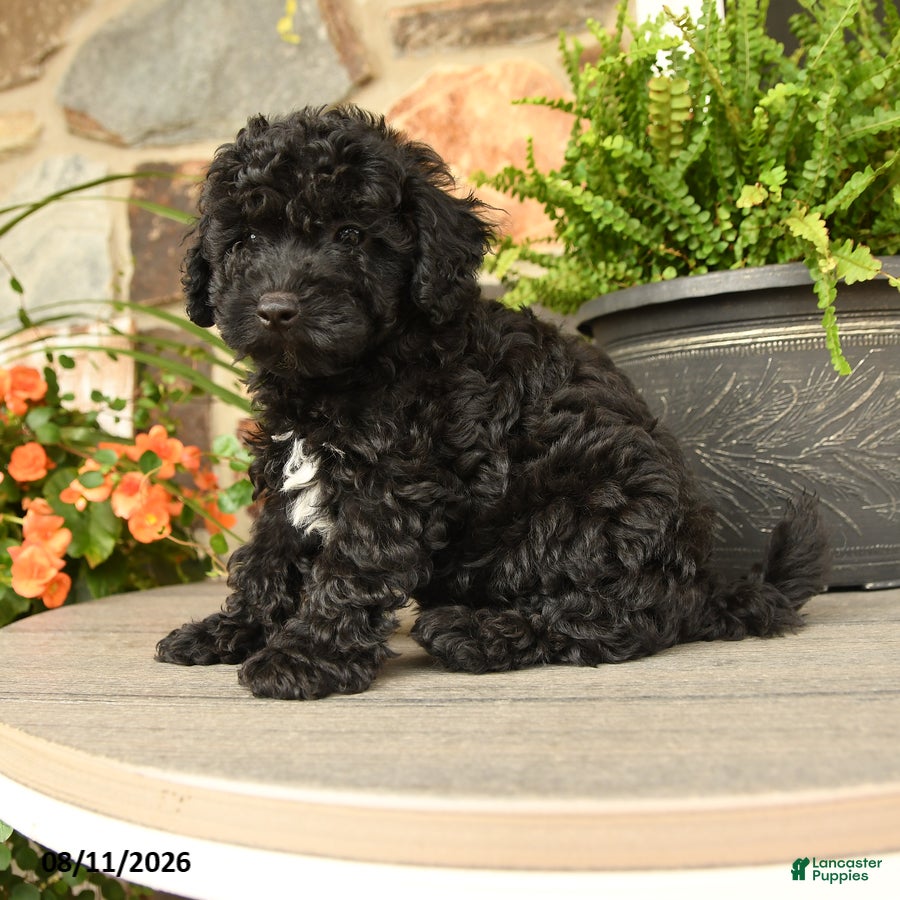 Miniature Poodle dogs Sven - Ad 2