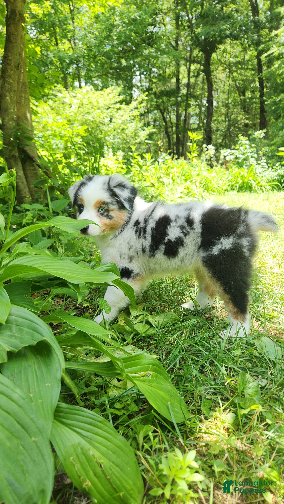 Australian Shepherd dogs for sale: Meadow - Ad 2
