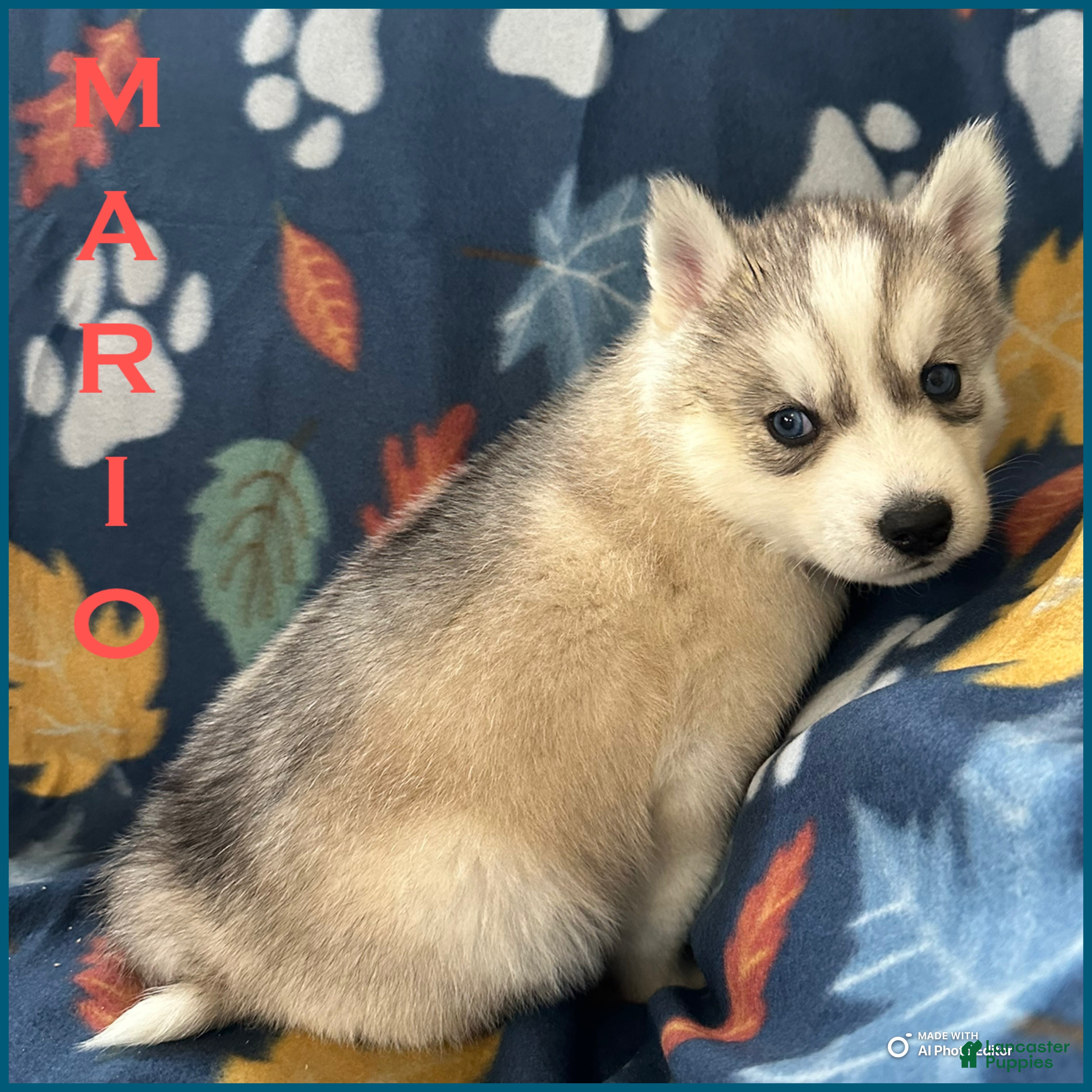 Siberian Husky dogs Mario - Ad 1