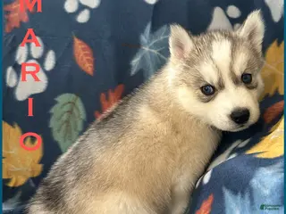 Siberian Husky dogs Mario - Ad 38