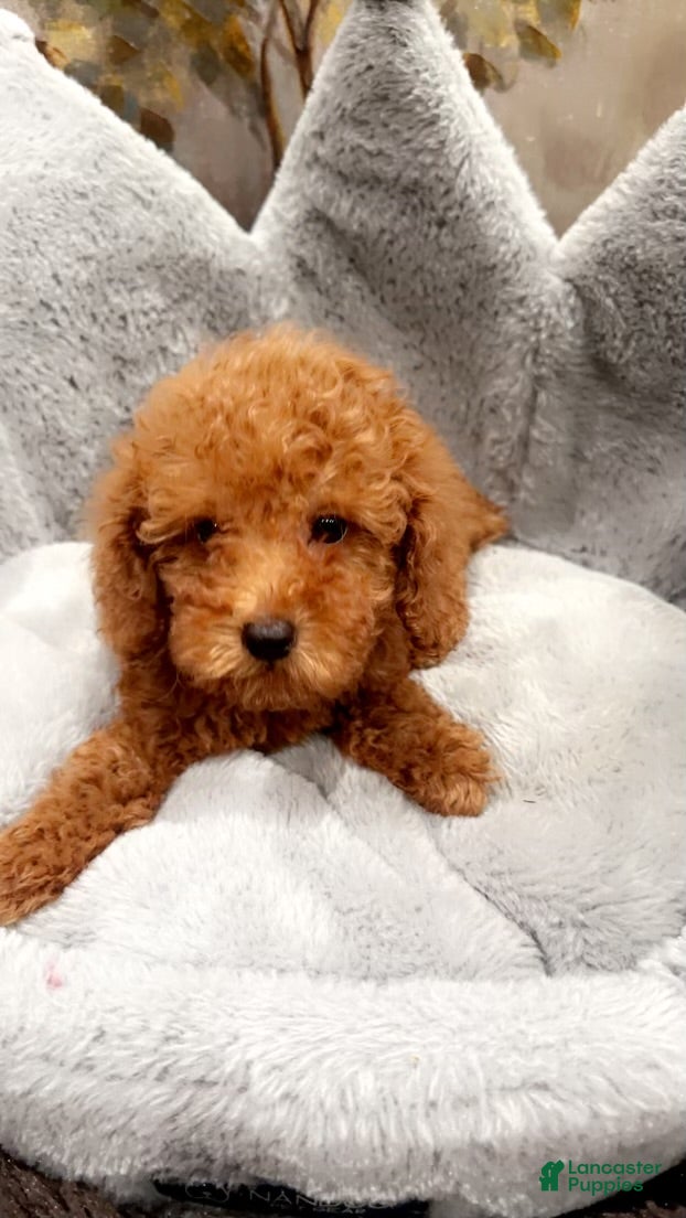 Toy Poodle dogs Baby Prada  - Ad 25