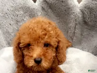 Toy Poodle dogs Baby Prada - Ad 40