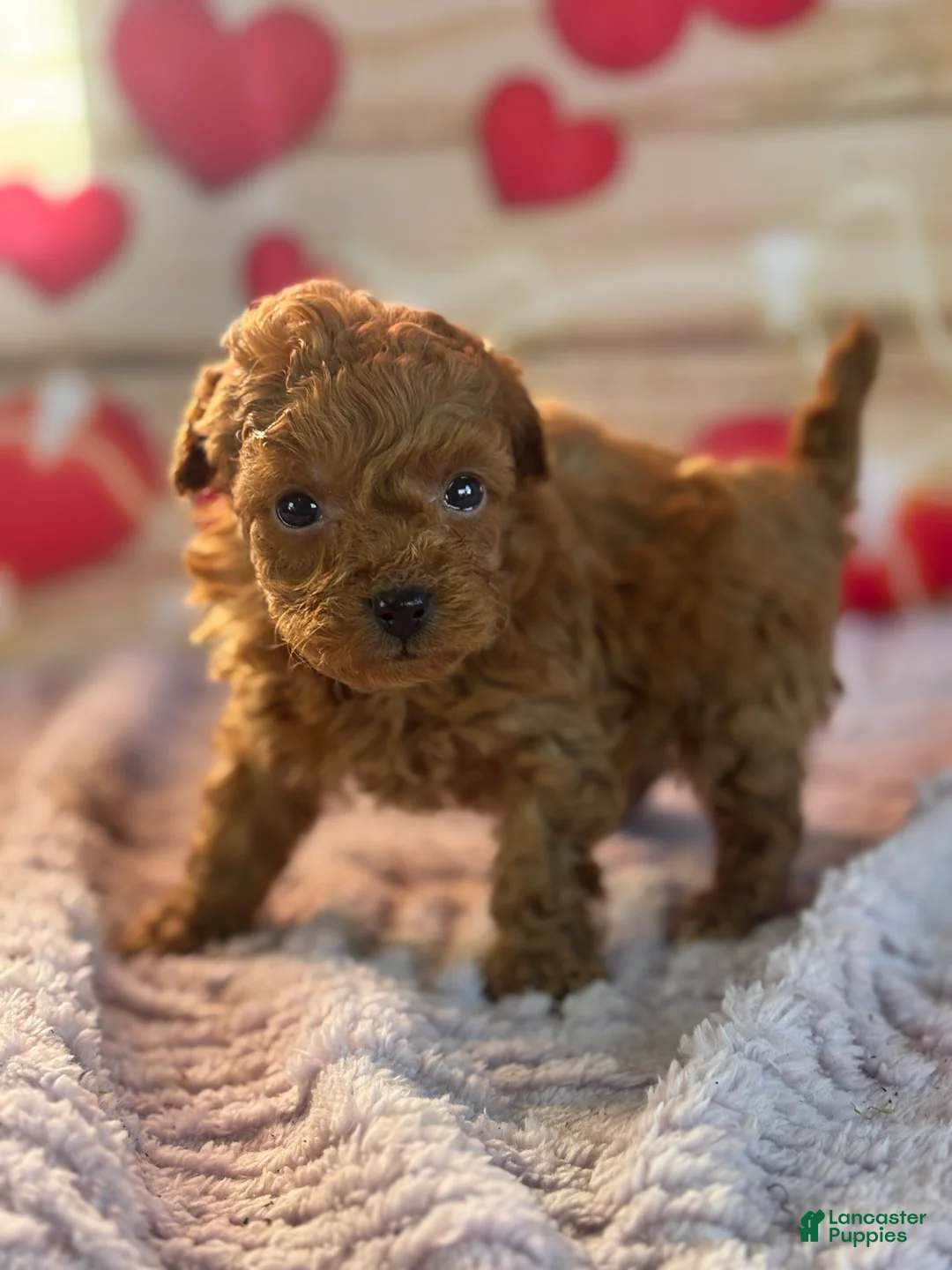 Goldendoodle dogs for sale: Fiona - Ad 3