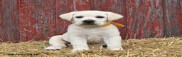 Labrador Retriever dogs for sale: Rover - Ad 4