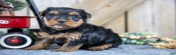 Yorkshire Terrier dogs for sale: Roxie - Ad 1