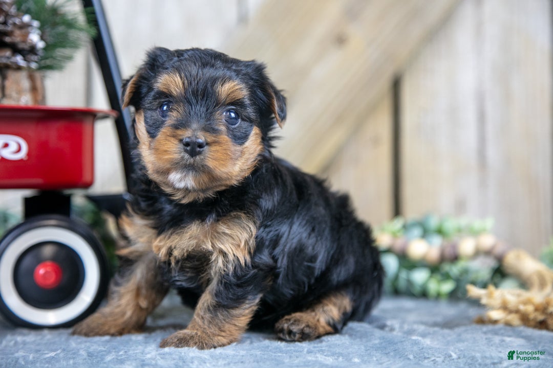 Yorkshire Terrier dogs for sale: Roxie - Ad 1