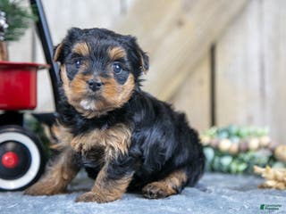Yorkshire Terrier dogs Roxie - Ad 42