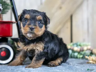 Yorkshire Terrier dogs Roxie - Ad 7