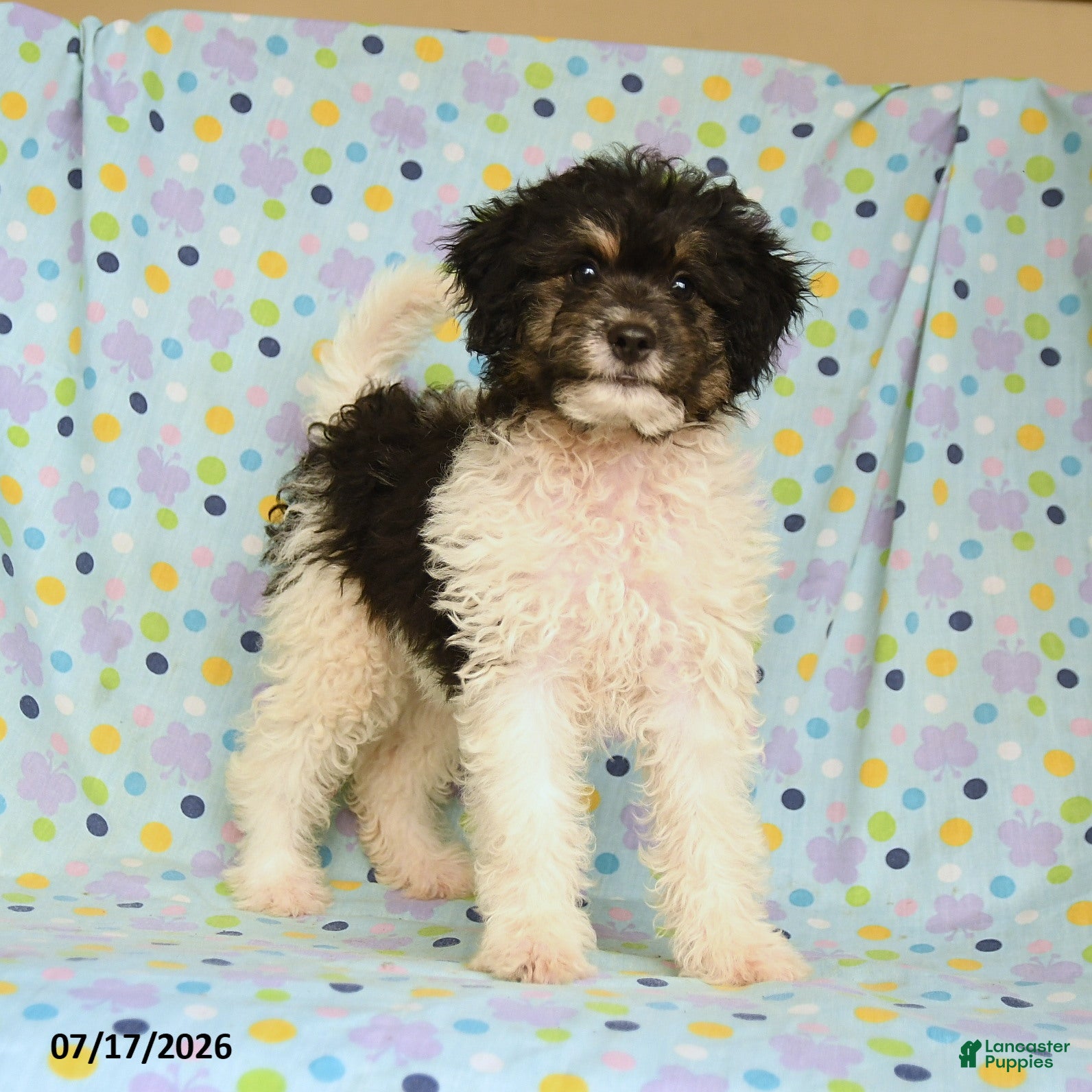 Shihpoo dogs Shayna - Ad 1