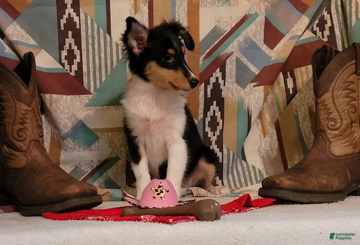 Shetland Sheepdog dogs Sophie - Ad 5