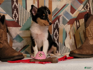 Shetland Sheepdog dogs Sophie - Ad 7