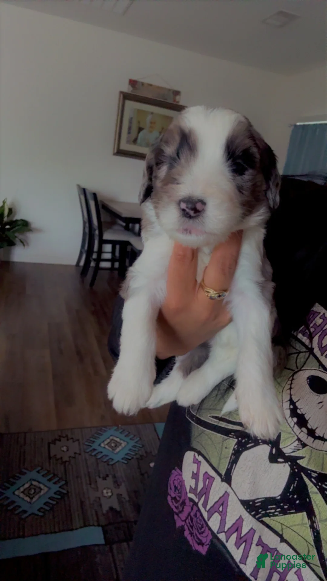 Double Doodle dogs for sale: Light green - Ad 2