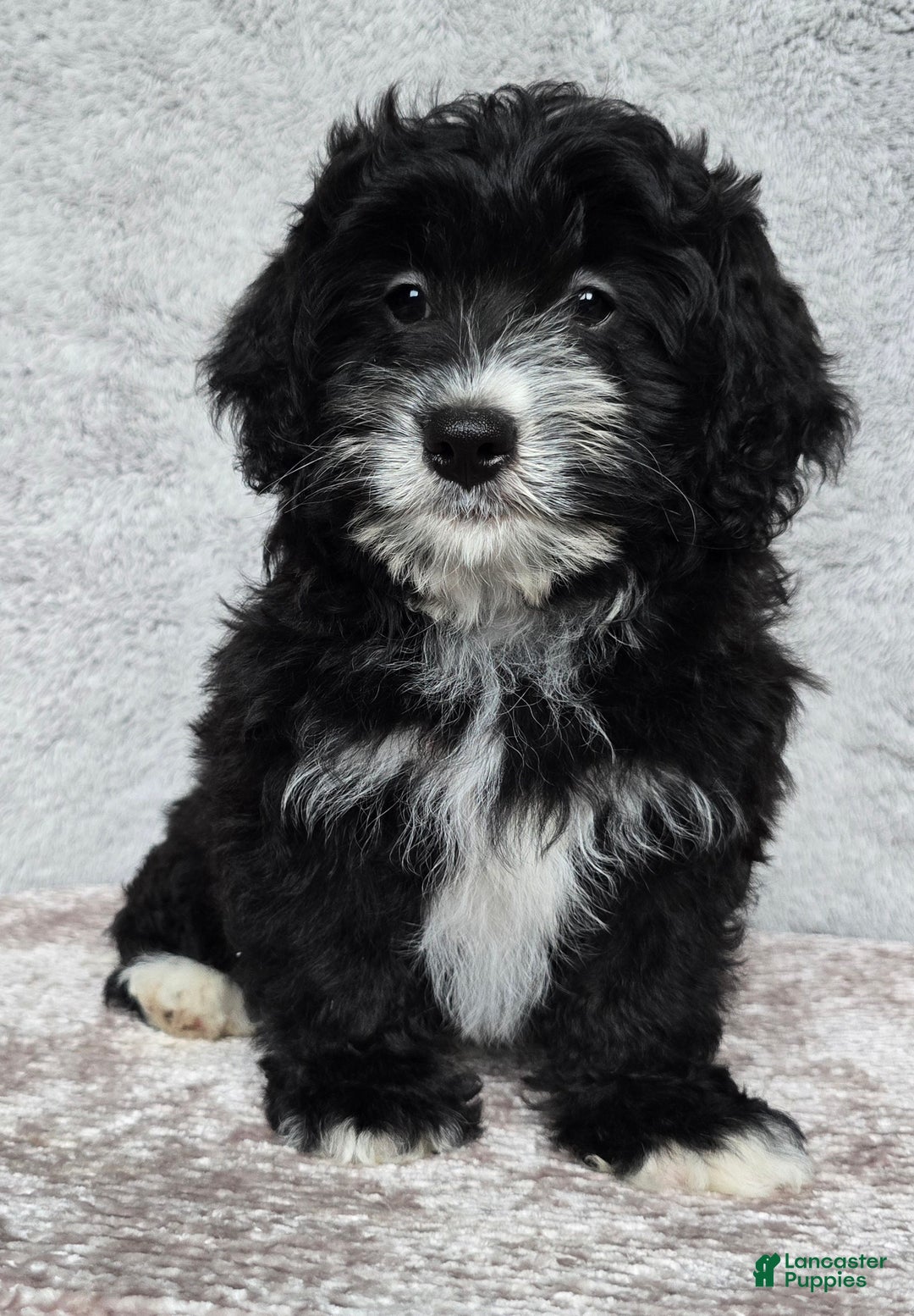 Mini Bernedoodle dogs for sale: Mini Reese - Ad 14