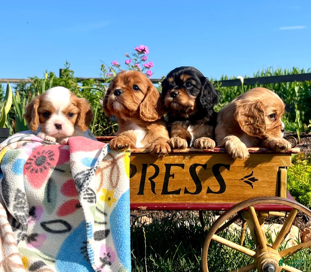 Cavalier King Charles Spaniel dogs for sale: Sweet Lilly❤️AKC Momma Heart Tested - Ad 4