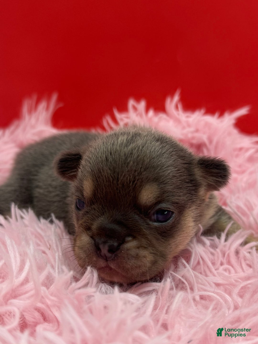 French Bulldog dogs for sale: French Bulldog Puppy 5 - Ad 7
