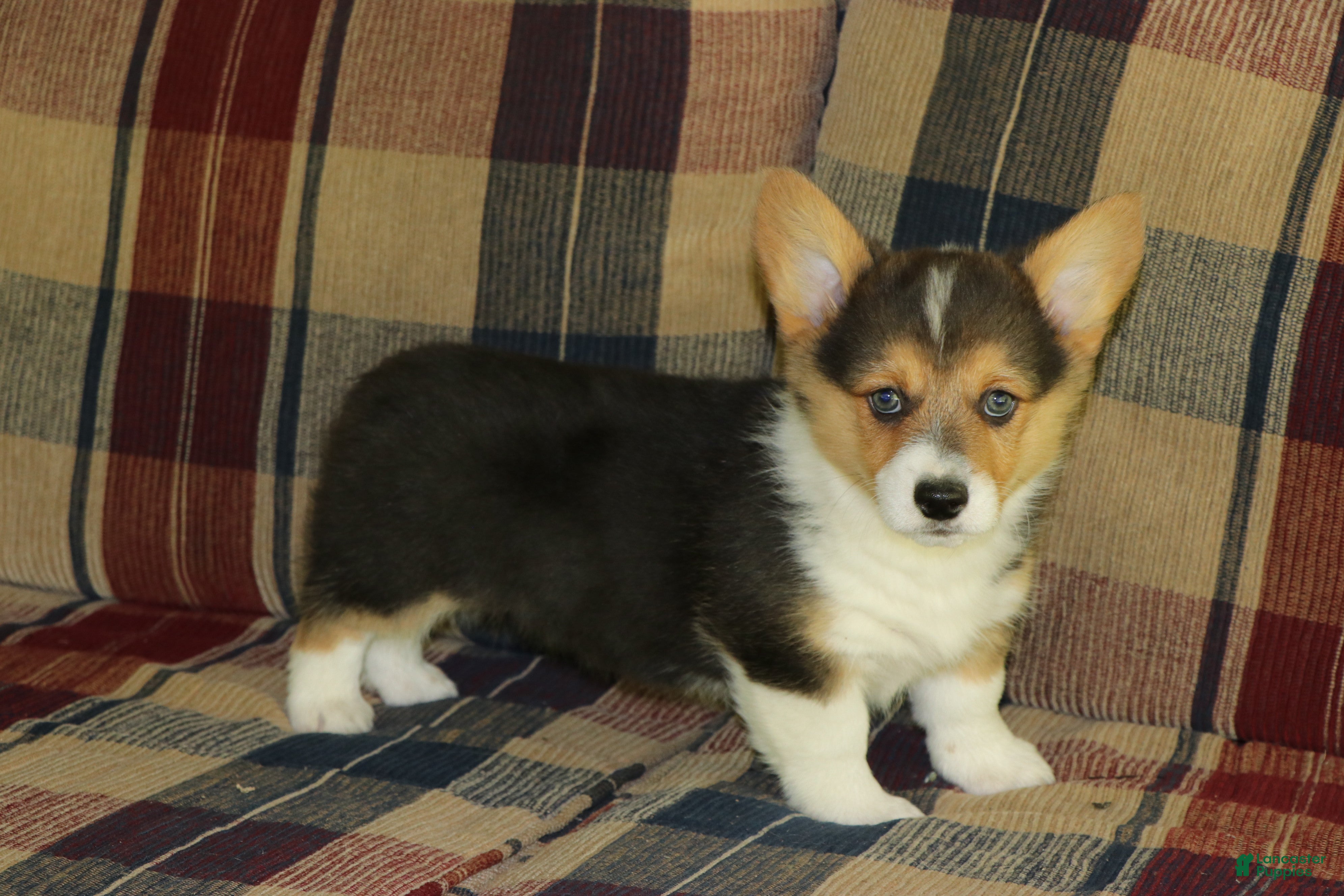 Welsh Corgi Pembroke dogs Chester - Ad 28