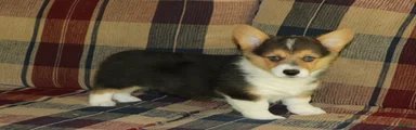 Chester