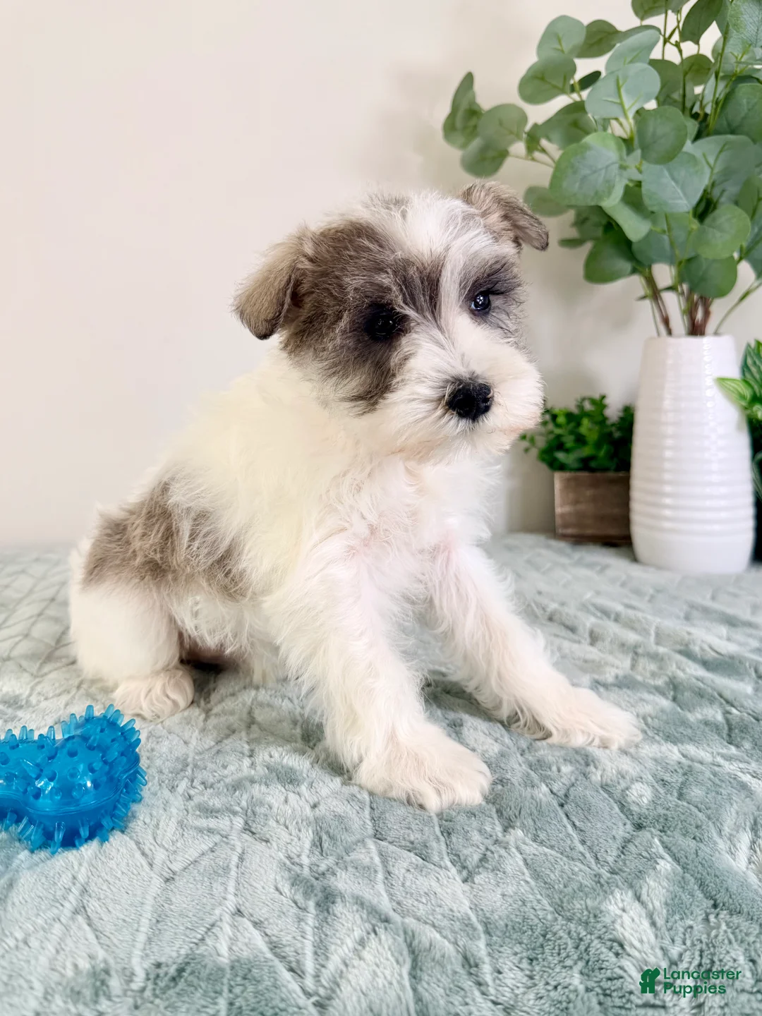 Miniature Schnauzer dogs for sale: AKC Barry - Ad 4