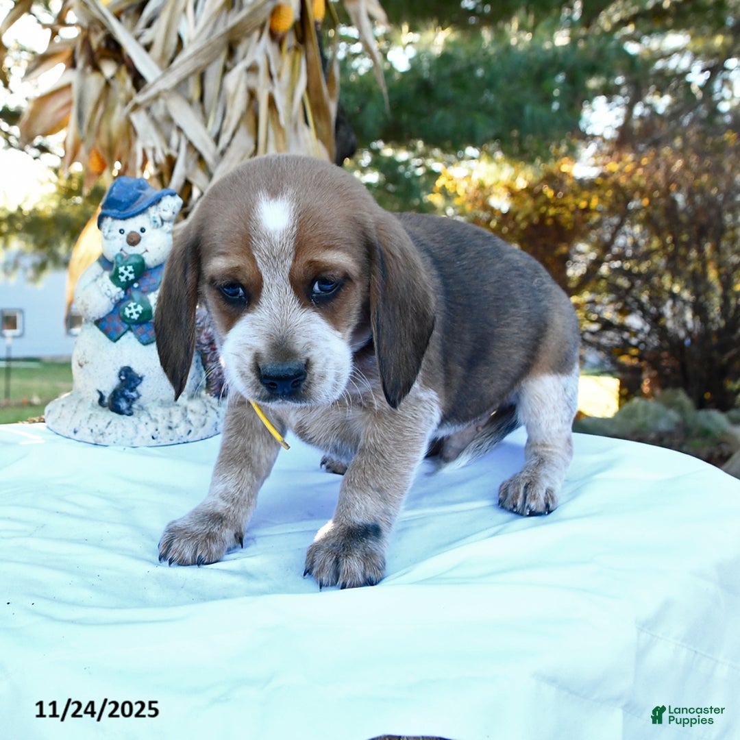 Beagle dogs for sale: Joe - Ad 2