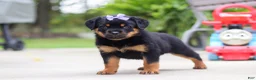 Rottweiler dogs for sale: Willow - Ad 5