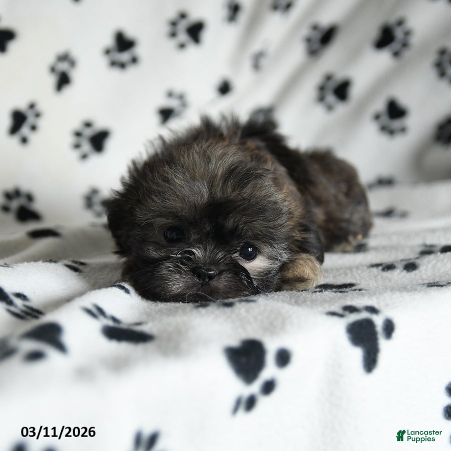 Shih Tzu dogs Zinnia - Ad 2