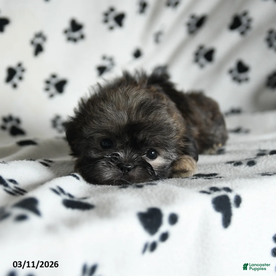 Shih Tzu dogs for sale: Zinnia - Ad 2