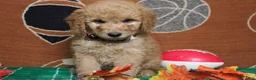 Goldendoodle dogs for sale: Meatball - Ad 9