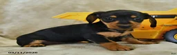 Dachshund dogs for sale: Daisy - Ad 4