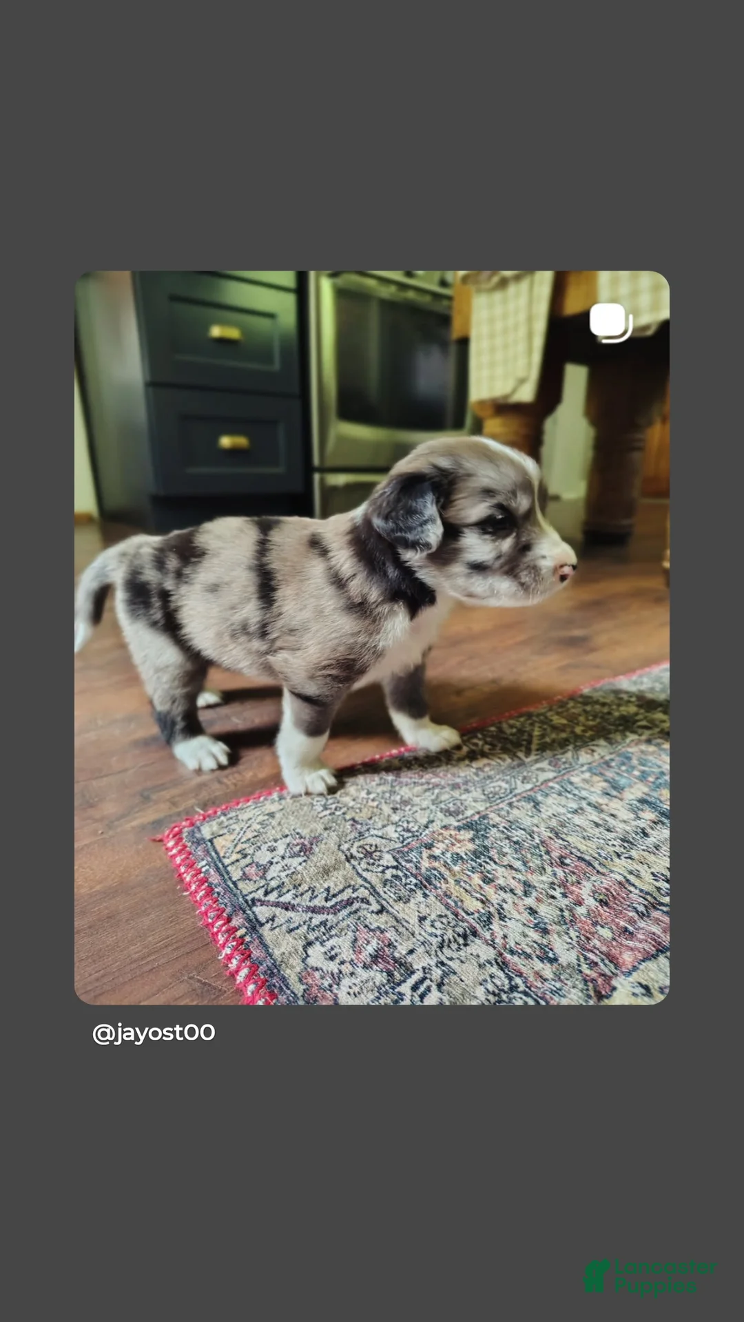 Australian Shepherd dogs for sale: Tater tot/male Australian Shepherd  - Ad 1