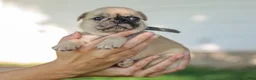 Pug dogs for sale: Arlin Purebred Pug - Ad 4