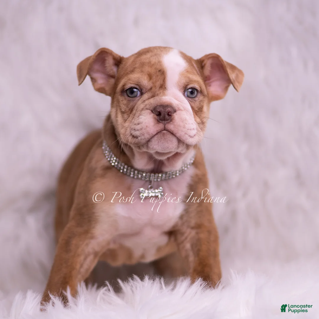 English Bulldog dogs for sale: Moose - Ad 1