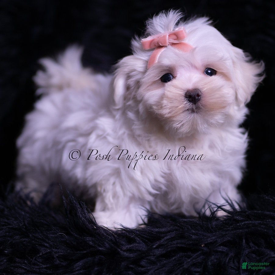 Maltese dogs Zander - Ad 36