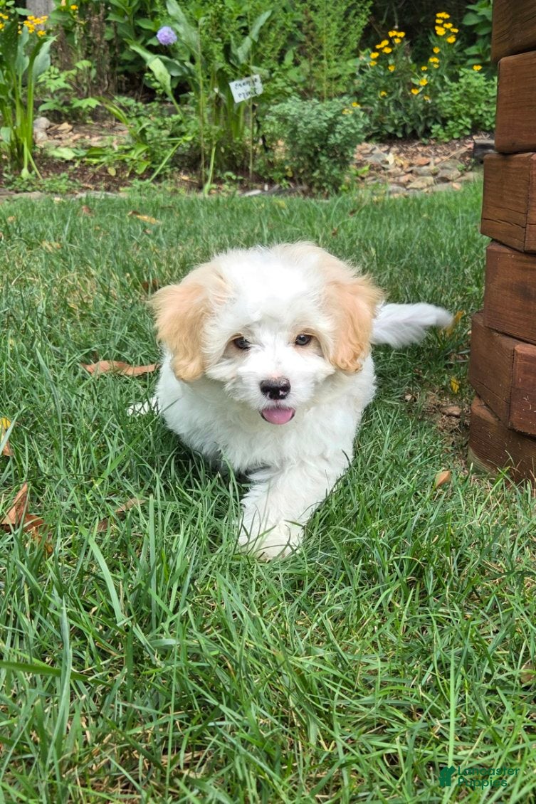 Maltipoo dogs Scooter - Ad 2