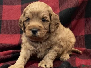 Labradoodle dogs Maverick - Ad 24