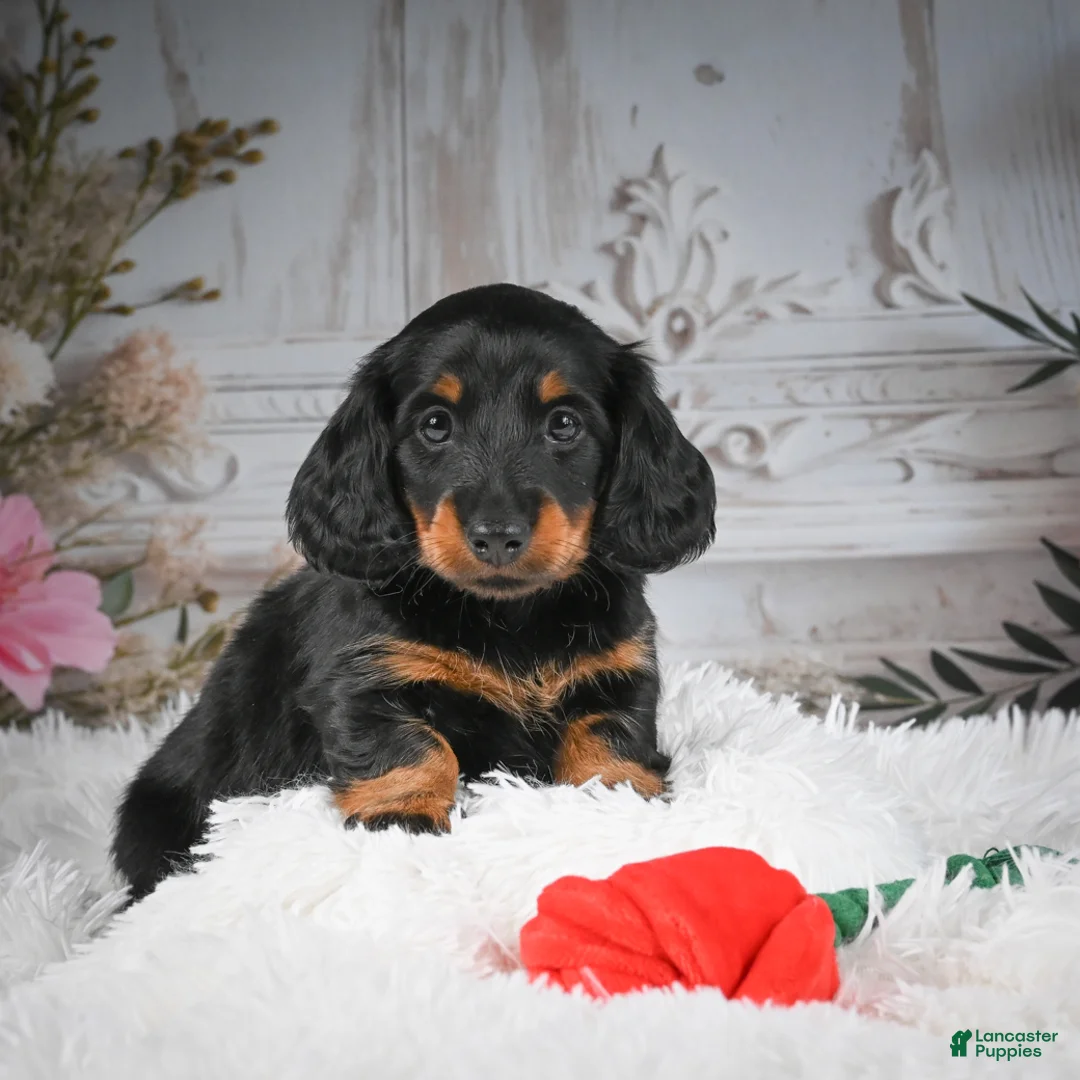 Miniature Dachshund dogs for sale: AKC-Dallas - Ad 1