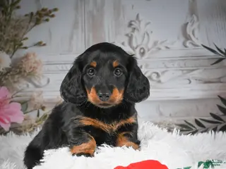 Miniature Dachshund dogs AKC-Dallas - Ad 1