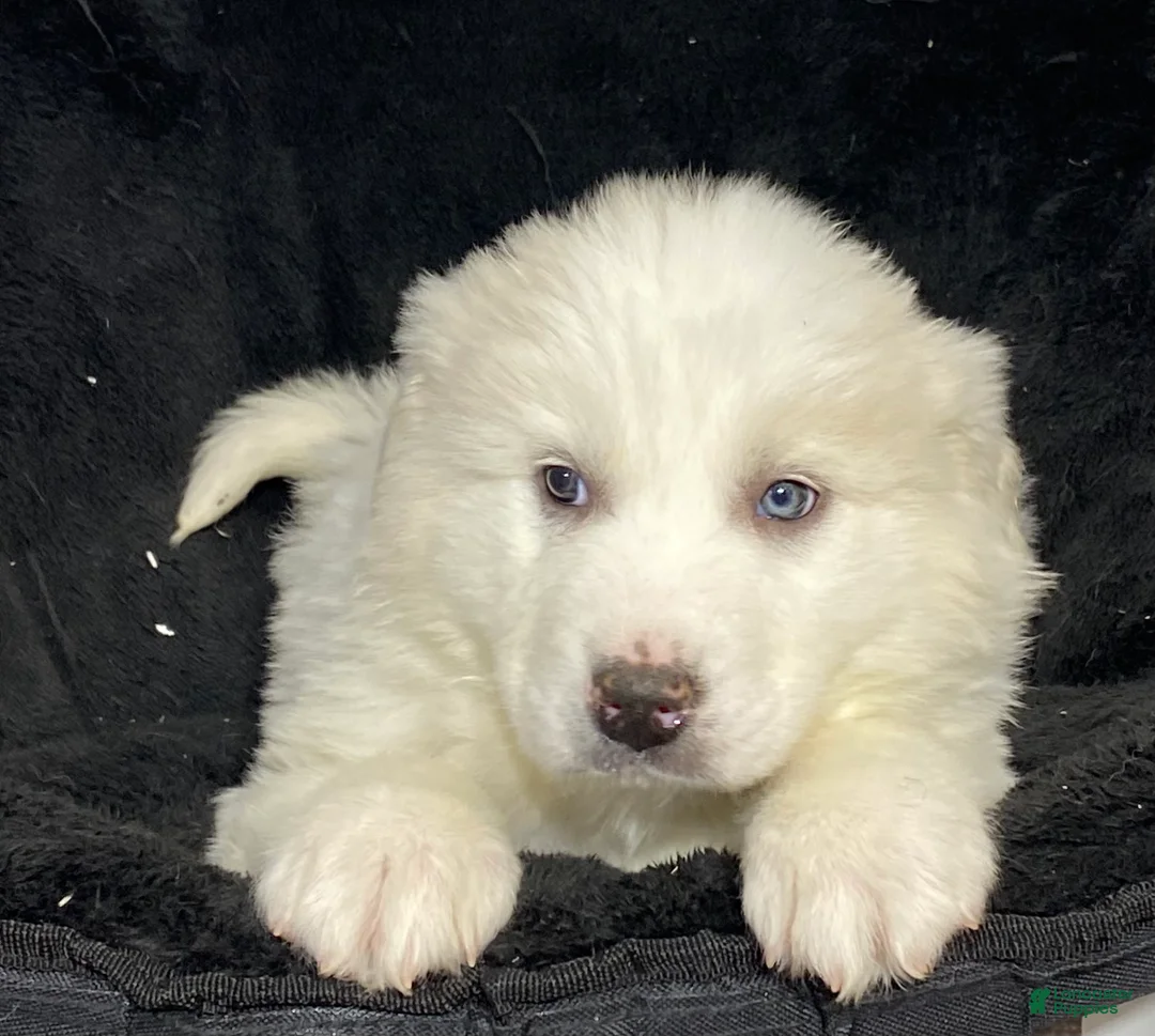 Great Pyrenees dogs for sale: Gloria - Ad 4
