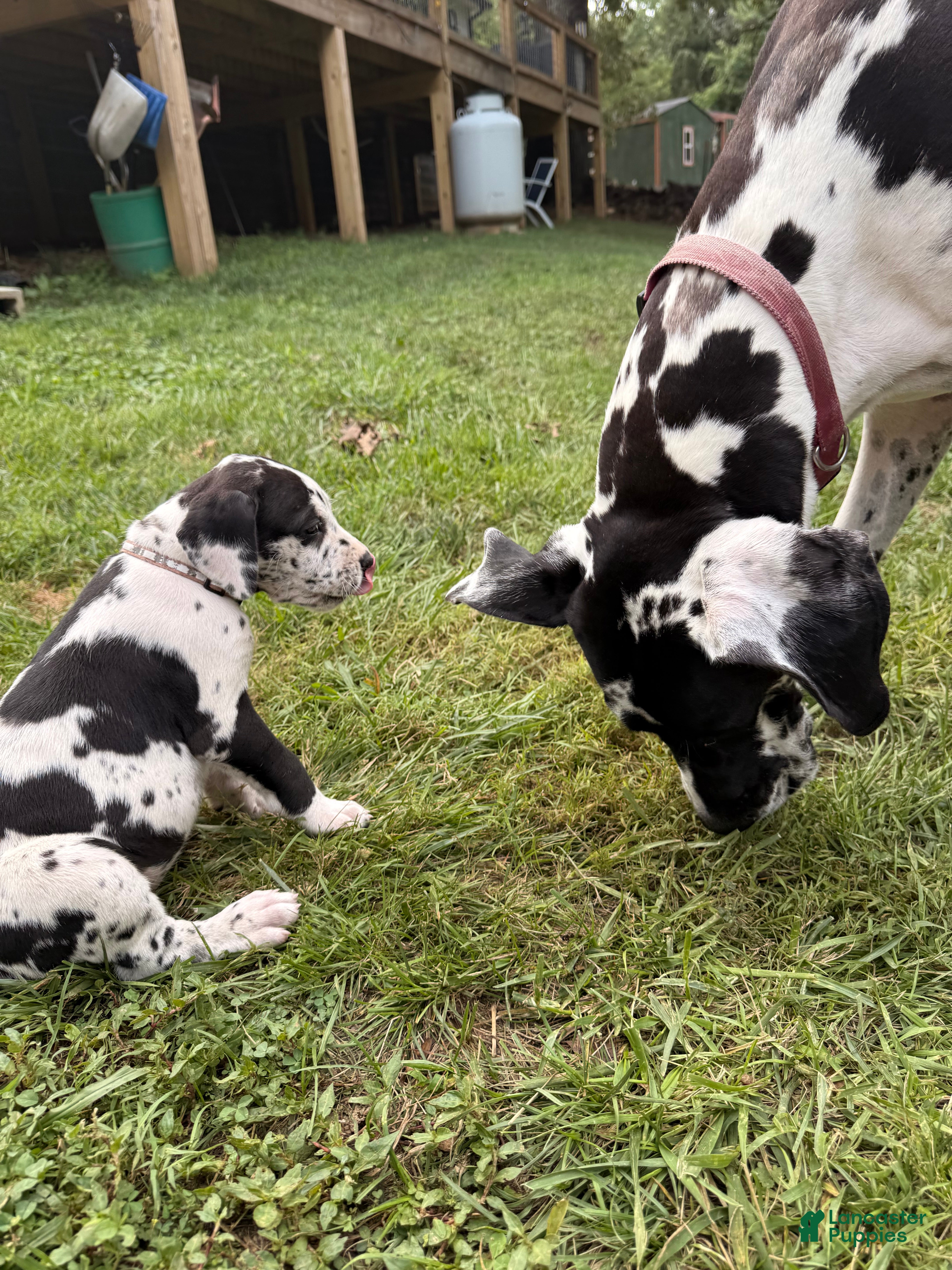 Great Dane dogs Pat Benatar - Ad 2