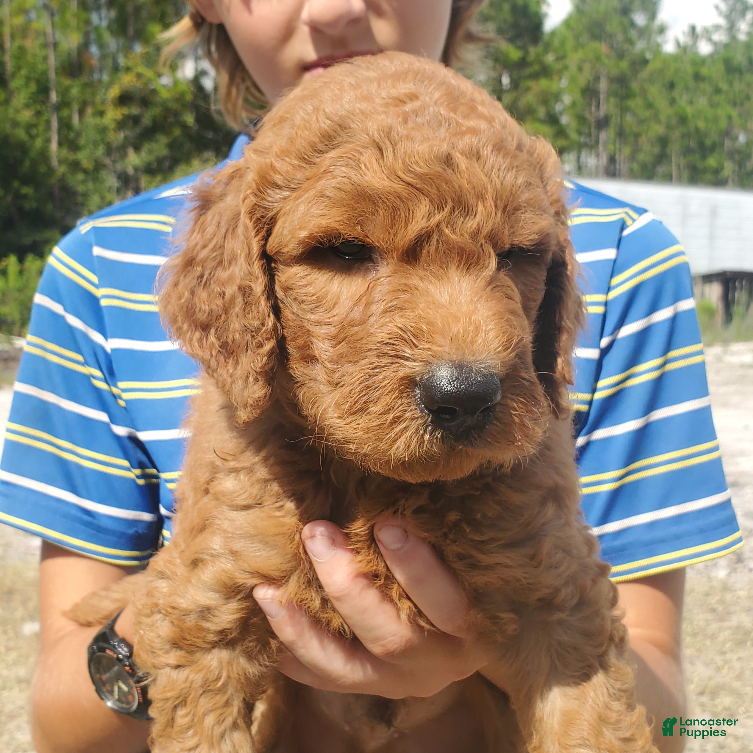 Goldendoodle dogs Teddy - Ad 16