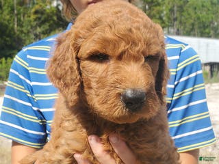 Goldendoodle dogs Teddy - Ad 12