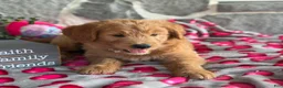 Goldendoodle dogs for sale: Nellie - Ad 10