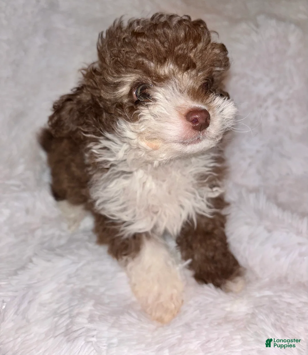 Toy Poodle dogs for sale: Toy Poodle Puppy 2 - Ad 2