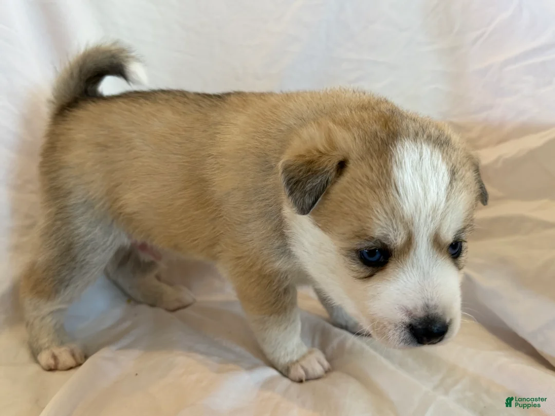 Pomsky dogs for sale: Pumpkin  - Ad 11