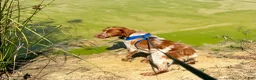 Brittany Spaniel dogs for sale: Maggie - Ad 10
